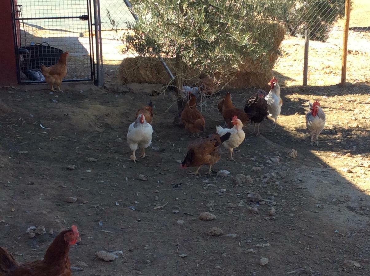 Penzion Santa Marta Complejo Rural Con Pista De Padel Archidona Exteriér fotografie